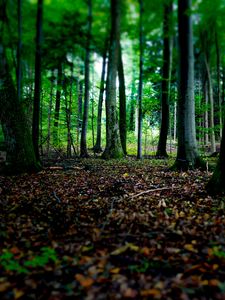 Preview wallpaper trees, fallen leaves, autumn, forest