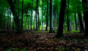 Preview wallpaper trees, fallen leaves, autumn, forest