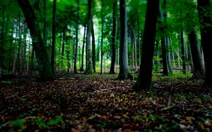 Preview wallpaper trees, fallen leaves, autumn, forest