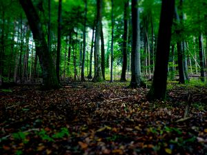 Preview wallpaper trees, fallen leaves, autumn, forest