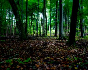 Preview wallpaper trees, fallen leaves, autumn, forest