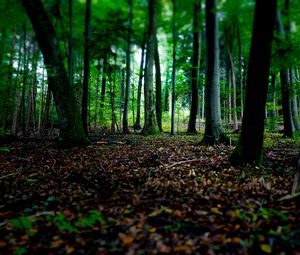 Preview wallpaper trees, fallen leaves, autumn, forest