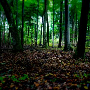 Preview wallpaper trees, fallen leaves, autumn, forest