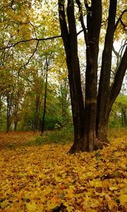 Preview wallpaper trees, fallen leaves, autumn, landscape