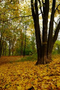 Preview wallpaper trees, fallen leaves, autumn, landscape