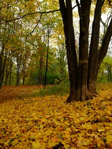 Preview wallpaper trees, fallen leaves, autumn, landscape