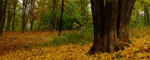 Preview wallpaper trees, fallen leaves, autumn, landscape