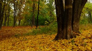 Preview wallpaper trees, fallen leaves, autumn, landscape