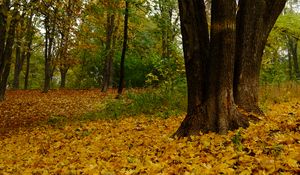 Preview wallpaper trees, fallen leaves, autumn, landscape