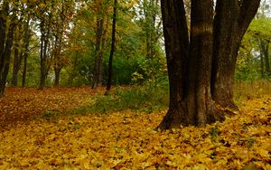Preview wallpaper trees, fallen leaves, autumn, landscape
