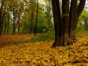 Preview wallpaper trees, fallen leaves, autumn, landscape