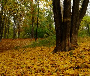 Preview wallpaper trees, fallen leaves, autumn, landscape