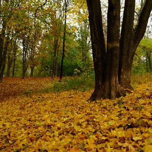 Preview wallpaper trees, fallen leaves, autumn, landscape