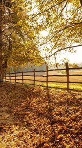 Preview wallpaper trees, fallen leaves, fence, autumn