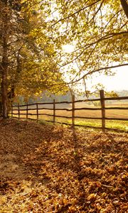 Preview wallpaper trees, fallen leaves, fence, autumn