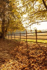 Preview wallpaper trees, fallen leaves, fence, autumn