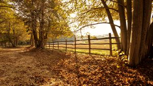 Preview wallpaper trees, fallen leaves, fence, autumn