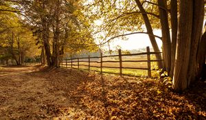 Preview wallpaper trees, fallen leaves, fence, autumn