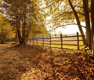 Preview wallpaper trees, fallen leaves, fence, autumn