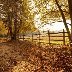 Preview wallpaper trees, fallen leaves, fence, autumn