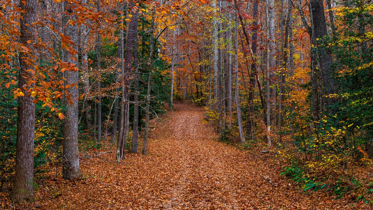 Wallpaper trees, fallen leaves, path, autumn, forest