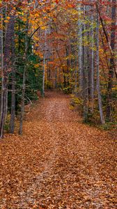 Preview wallpaper trees, fallen leaves, path, autumn, forest