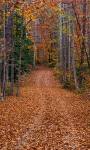 Preview wallpaper trees, fallen leaves, path, autumn, forest