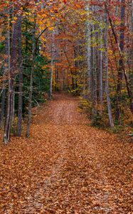 Preview wallpaper trees, fallen leaves, path, autumn, forest