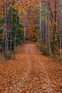 Preview wallpaper trees, fallen leaves, path, autumn, forest