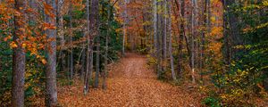 Preview wallpaper trees, fallen leaves, path, autumn, forest