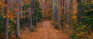 Preview wallpaper trees, fallen leaves, path, autumn, forest