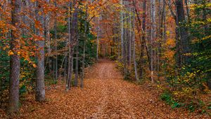 Preview wallpaper trees, fallen leaves, path, autumn, forest