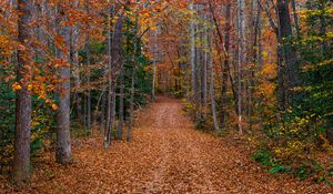 Preview wallpaper trees, fallen leaves, path, autumn, forest