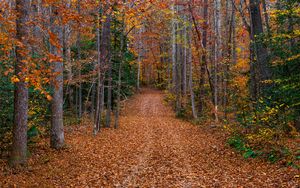Preview wallpaper trees, fallen leaves, path, autumn, forest