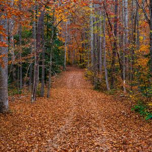 Preview wallpaper trees, fallen leaves, path, autumn, forest