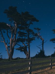 Preview wallpaper trees, fence, nature, dark