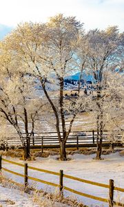 Preview wallpaper trees, fence, snow, winter