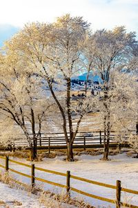Preview wallpaper trees, fence, snow, winter