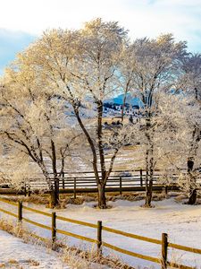 Preview wallpaper trees, fence, snow, winter