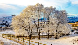 Preview wallpaper trees, fence, snow, winter