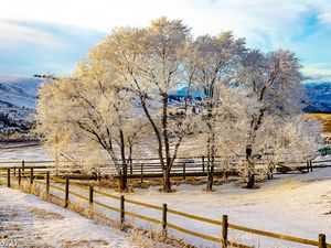 Preview wallpaper trees, fence, snow, winter