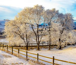 Preview wallpaper trees, fence, snow, winter