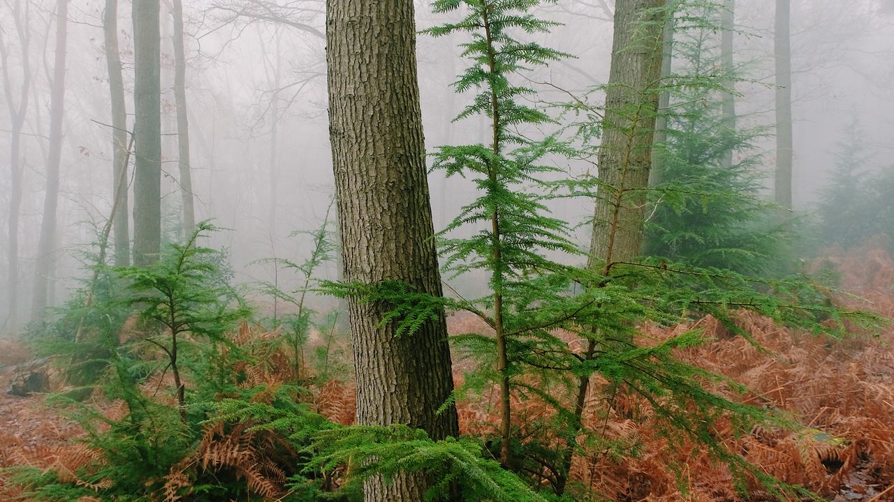 Wallpaper trees, fern, dry, forest, fog