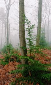 Preview wallpaper trees, fern, dry, forest, fog