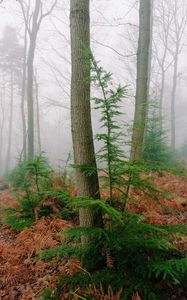 Preview wallpaper trees, fern, dry, forest, fog