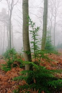 Preview wallpaper trees, fern, dry, forest, fog