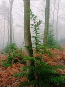 Preview wallpaper trees, fern, dry, forest, fog