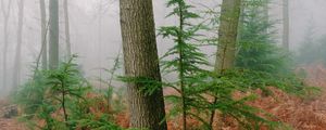 Preview wallpaper trees, fern, dry, forest, fog