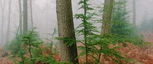 Preview wallpaper trees, fern, dry, forest, fog