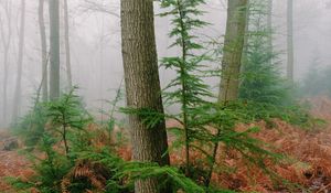 Preview wallpaper trees, fern, dry, forest, fog